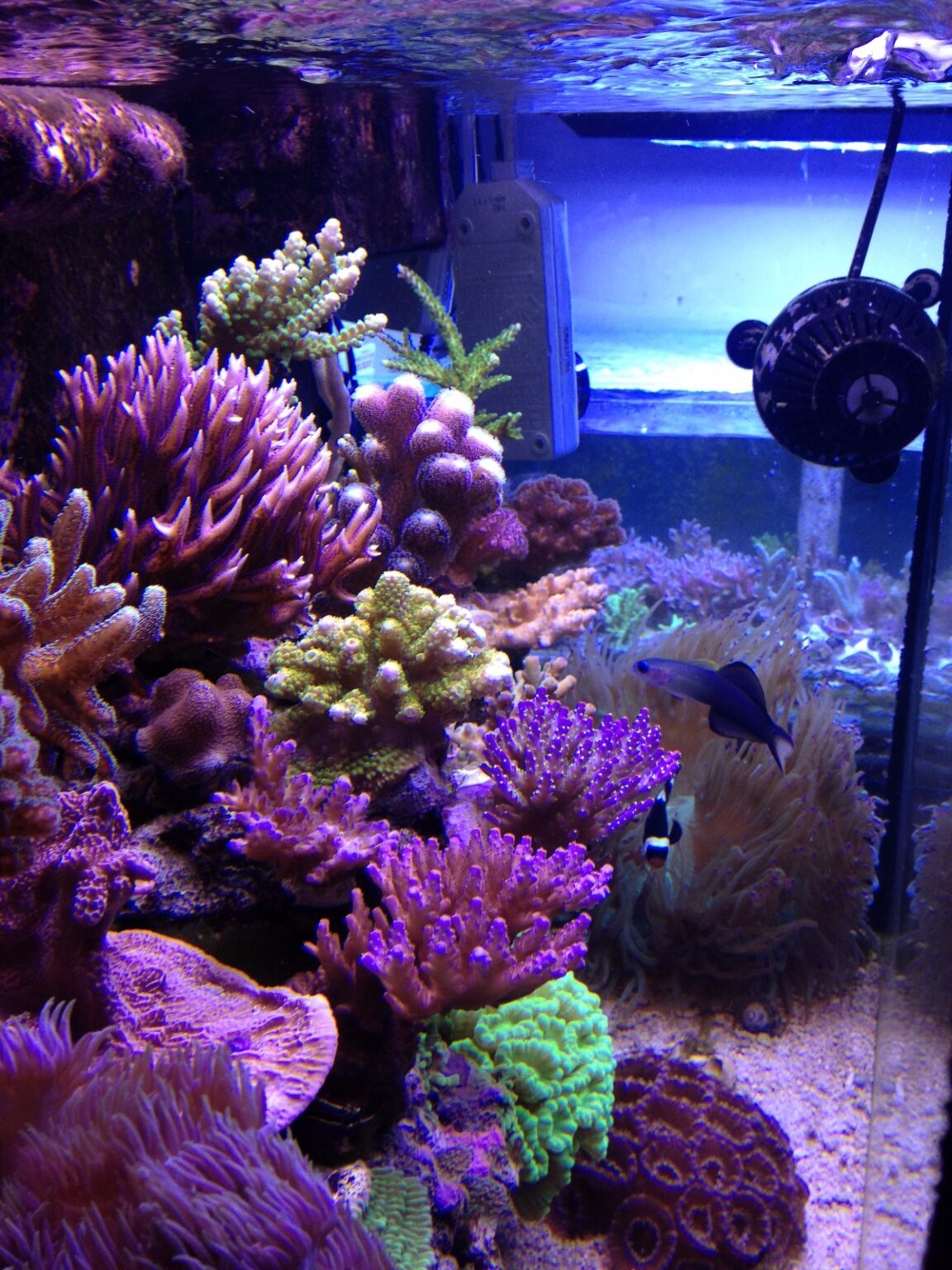 Fish Tank Maintenance Service Specialist Aquatics Solutions