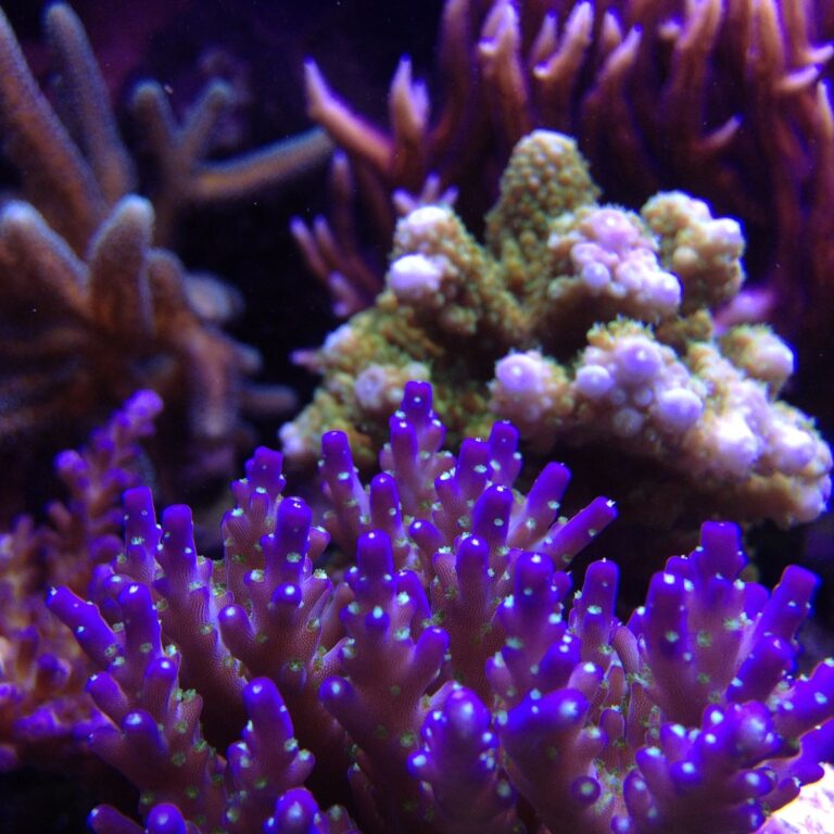 live coral aquarium