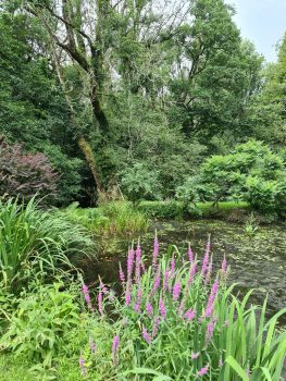 natural landscaping & Rewilding wildlife ponds with flowers and trees A rainwater pond and swale in a Devon garden capturing runoff and supporting wildlife.