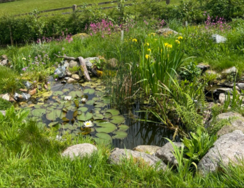 Small wildlife pond with native planting in a Devon garden, designed by Sasaquatics.