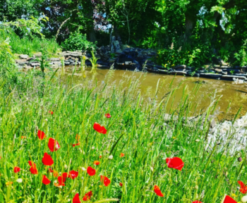 a pond with red flowers built by sasaquatics