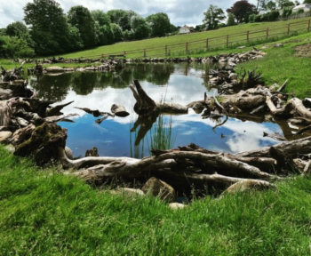 a pond with logs and grass