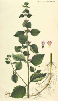 Mentha aquatica