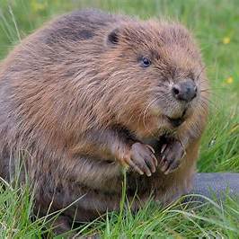 beavers
