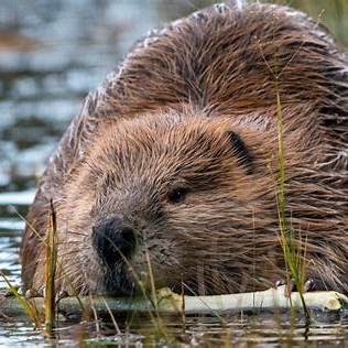 beaver