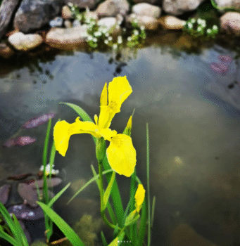 Yellow Flag Iris