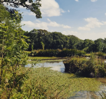 wildlife ponds
