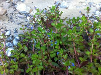 Brooklime (Veronica beccabunga)