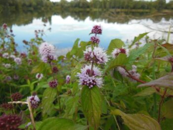 Water Mint