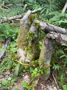 beaver coppice regrowth