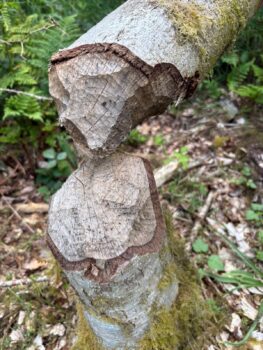 beaver tree dammage