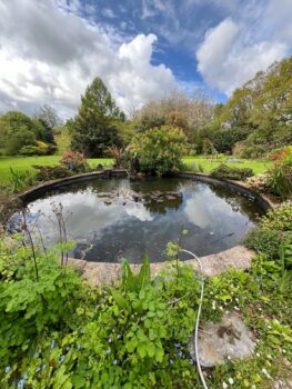 garden pond winter prep