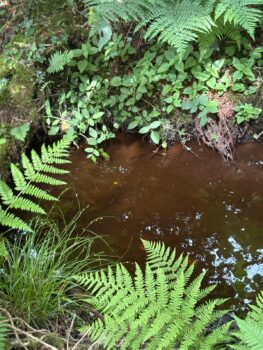 Moor Barton Wilding: Rewilding, Beavers & Habitat Restoration on Dartmoor 1