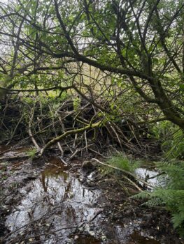 Moor Barton beaver dam