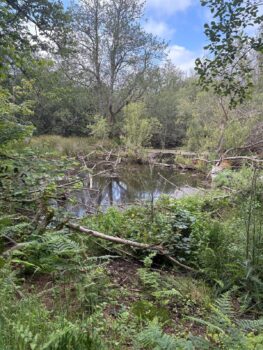 beaver pool