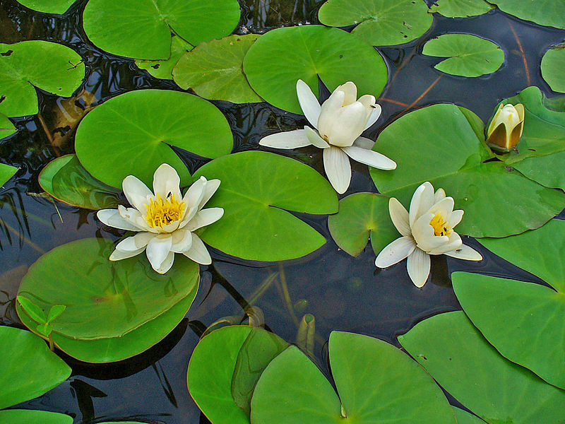 White Water Lily