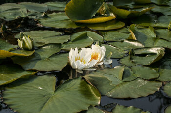 (Nymphaea alba)