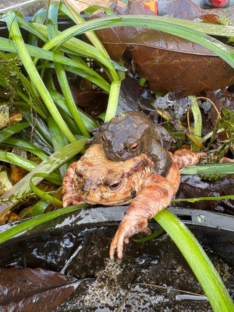 A male common toad clasping a larger female in amplexus