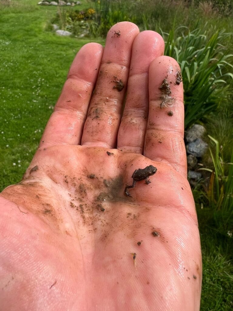 A small toadlet resting on a hand