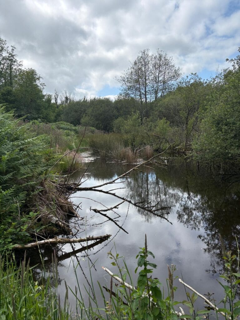A woodland pond with fallen timber and dense vegetation along the bank
