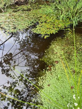 A shallow wildlife scrape surrounded by meadow flowers on farmland in Devon.