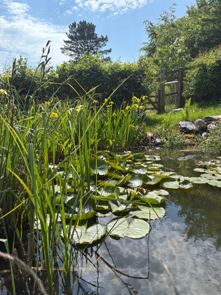 Healthy aquatic plants after pond maintenance on a small wildlife pond surrounded by native plants and wildflowers in a Devon garden, attracting dragonflies and frogs.