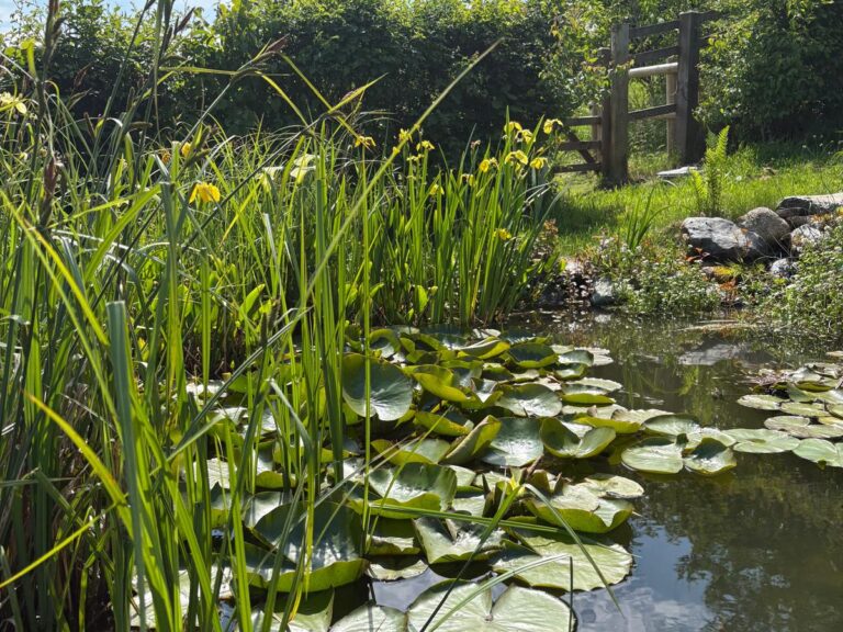 Healthy aquatic plants after pond maintenance on a small wildlife pond surrounded by native plants and wildflowers in a Devon garden, attracting dragonflies and frogs.