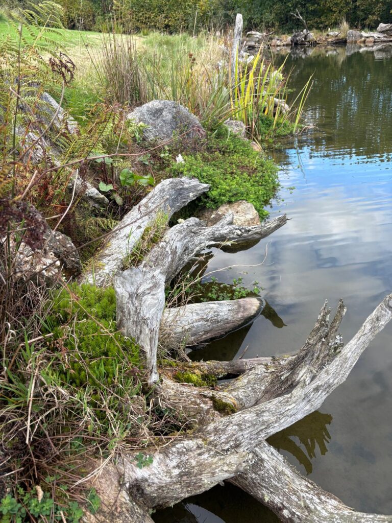 Restoration team managing marginal plant growth around wildlife pond”