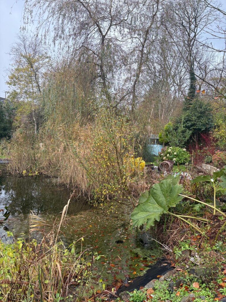 Wildlife Pond Restoration Cornwall 2