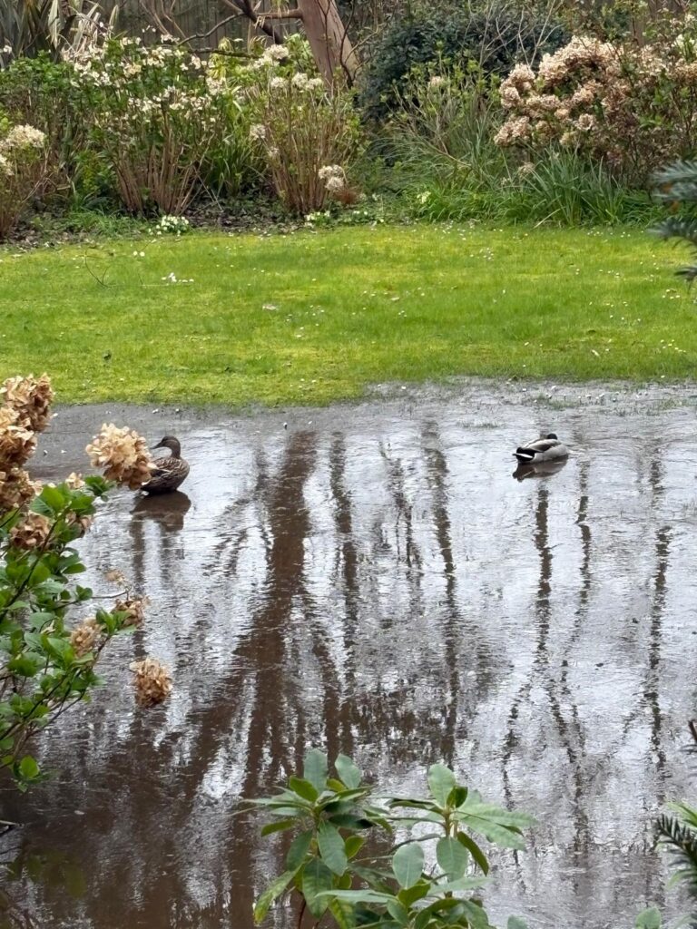 Ducks feeding in nutrient rich silt removed from pond during wildlife pond restoration in Cornwall