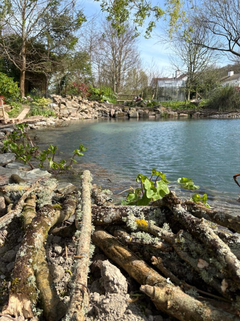 Wildlife pond after restoration with balanced ecosystem and improved water clarity