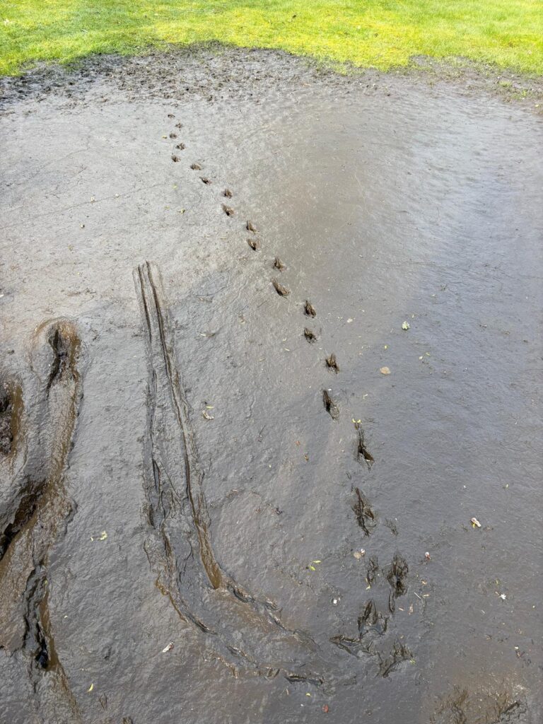 Tawny owl hunting marks in silt removed during wildlife pond restoration in Cornwall