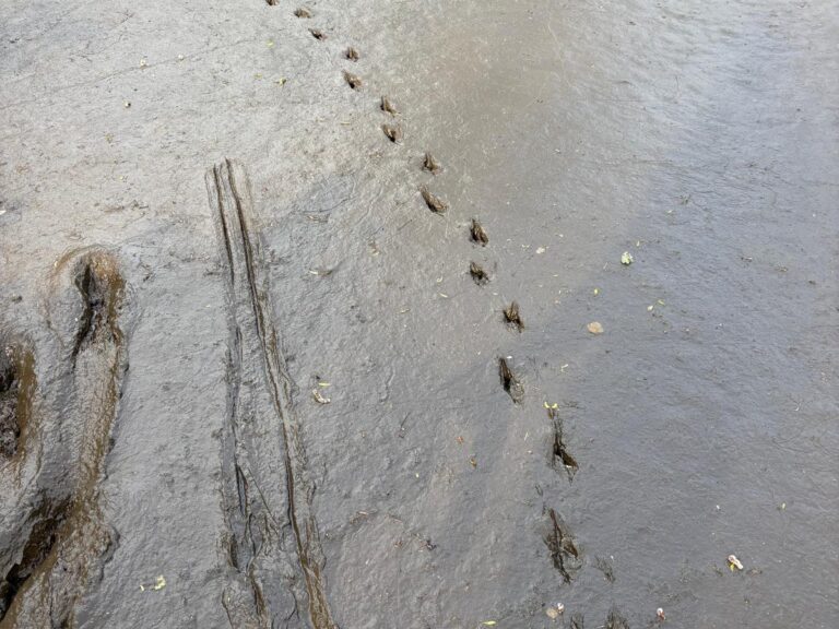 pond silt with owl hunt marks