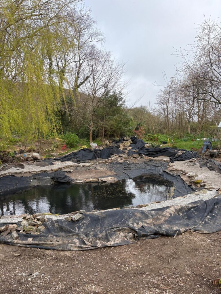 Construction of a landscaped wildlife pond in Cornwall