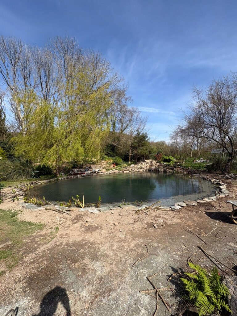 Completed wildlife pond restoration with clear water and natural stone edging in Cornwall