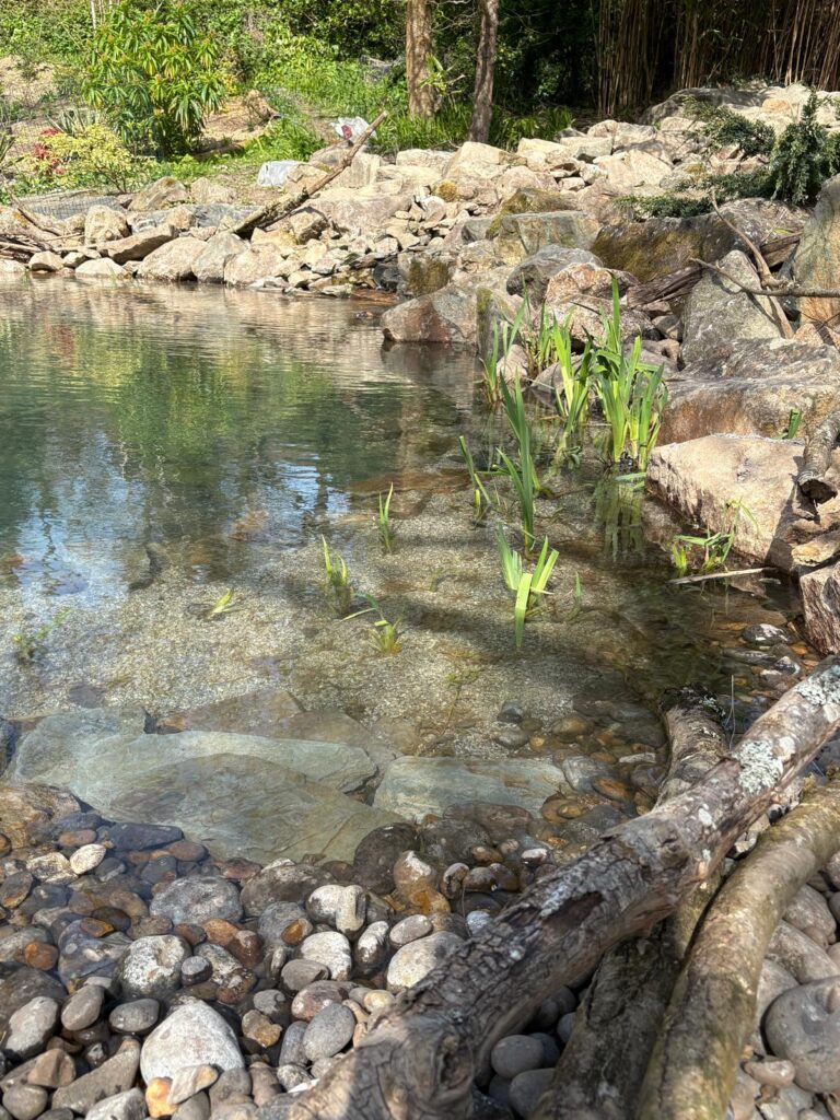 Restored wildlife pond with marginal planting zones and improved habitat