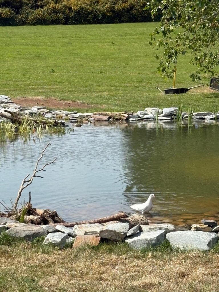 Wildlife Pond & Stream Creation in Woodbury, Devon 4