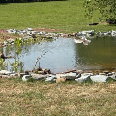 White dove using a newly created wildlife pond in Devon for water, bathing and foraging.