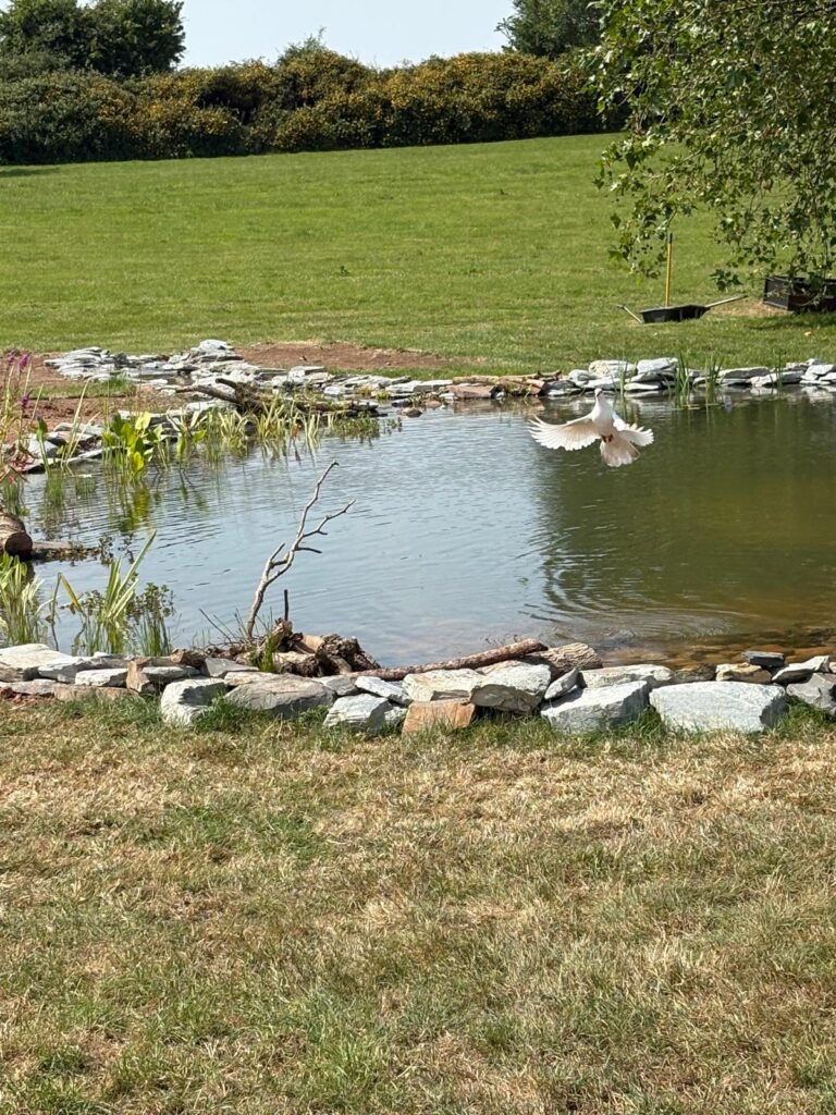 White dove using a newly created wildlife pond in Devon for water, bathing and foraging.