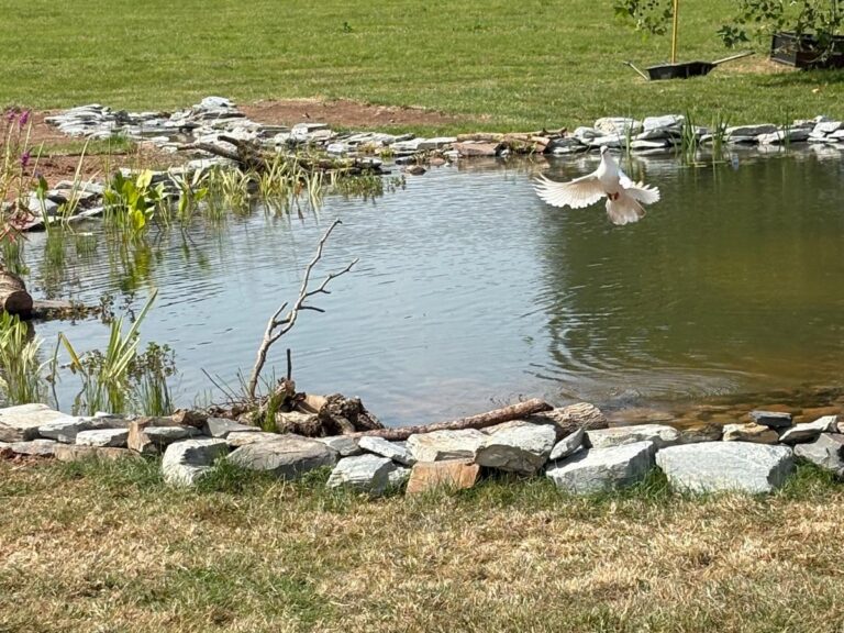 White dove using a newly created wildlife pond in Devon for water, bathing and foraging.