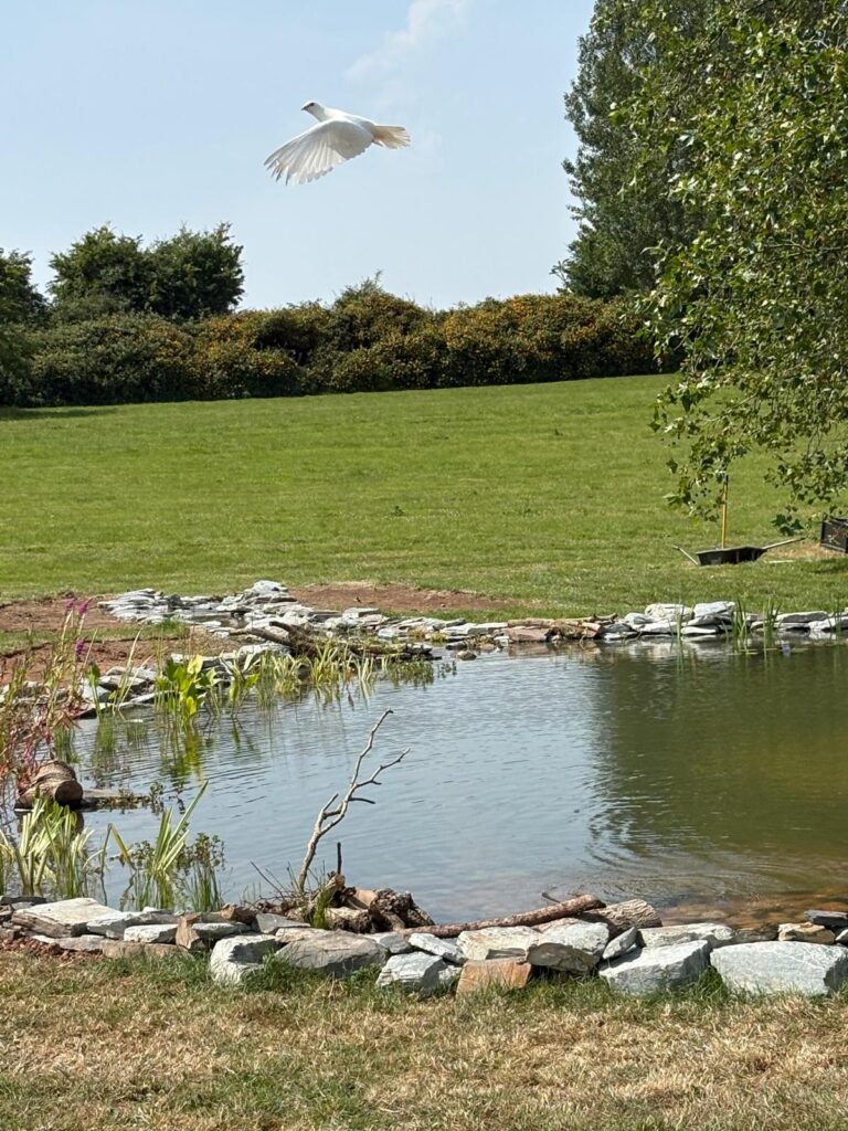 Wildlife Pond & Stream Creation in Woodbury, Devon 6