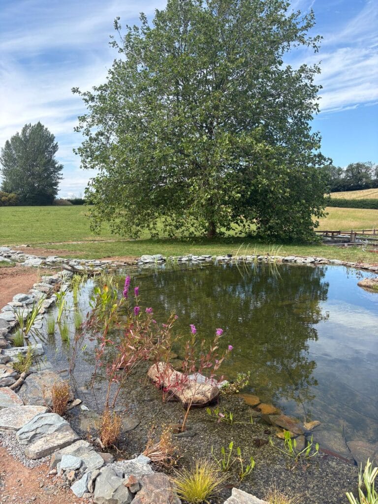 New wildlife pond with shallow planted margins in a grassed landscape