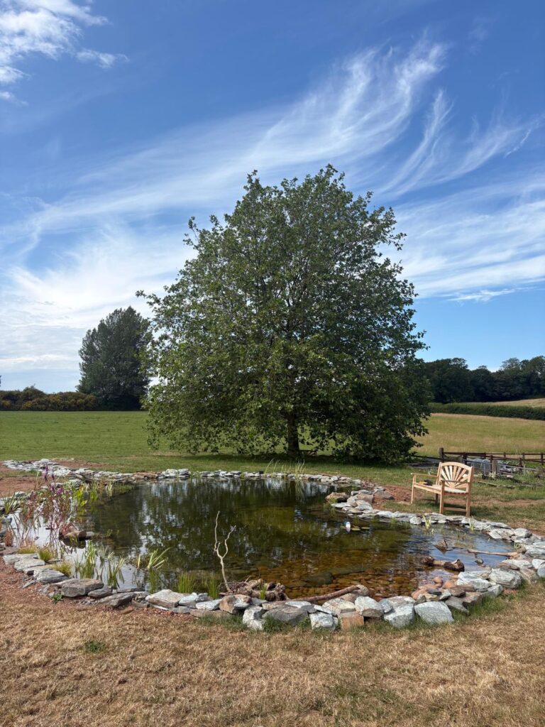 Newly created wildlife pond beginning to establish with native planting