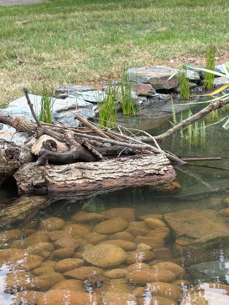Deadwood habitat feature beside a wildlife pond