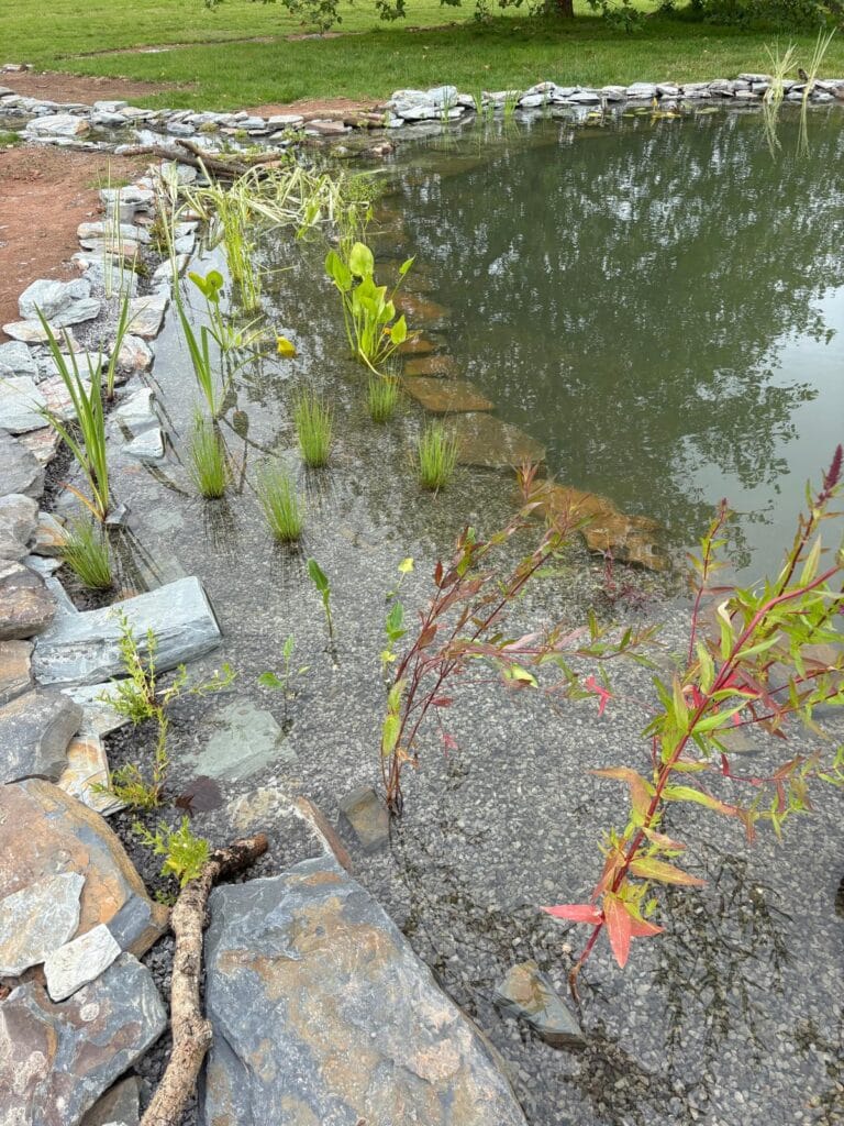 Young marginal plants set among stones along a shallow pond shelf
