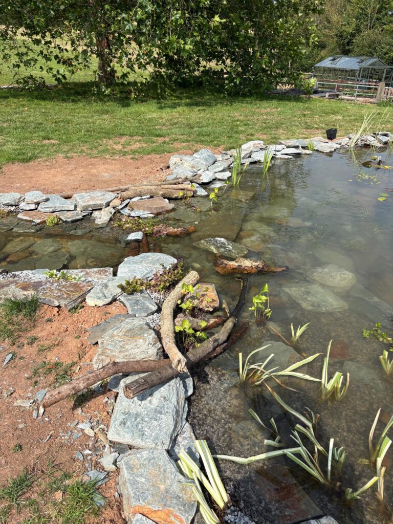 Wildlife Pond & Stream Creation in Woodbury, Devon 3