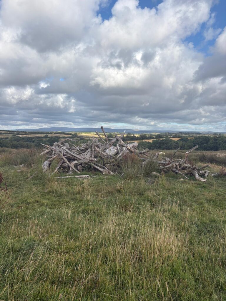 Rewilding in Action: If Not Now, When? 2026 at Rewilding Coombeshead 1