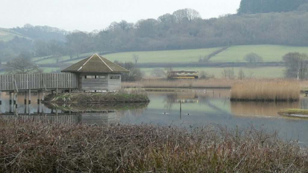 Reedbeds and open water at Seaton Wetlands nature reserve in East Devon