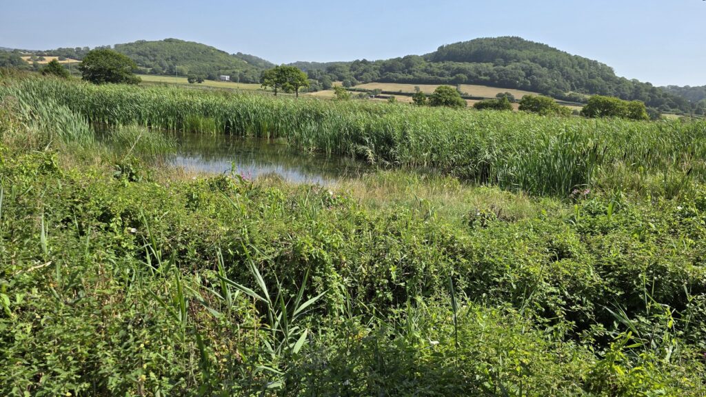 Reedbeds, shallow water and wetland habitat at Seaton Wetlands in East Devon