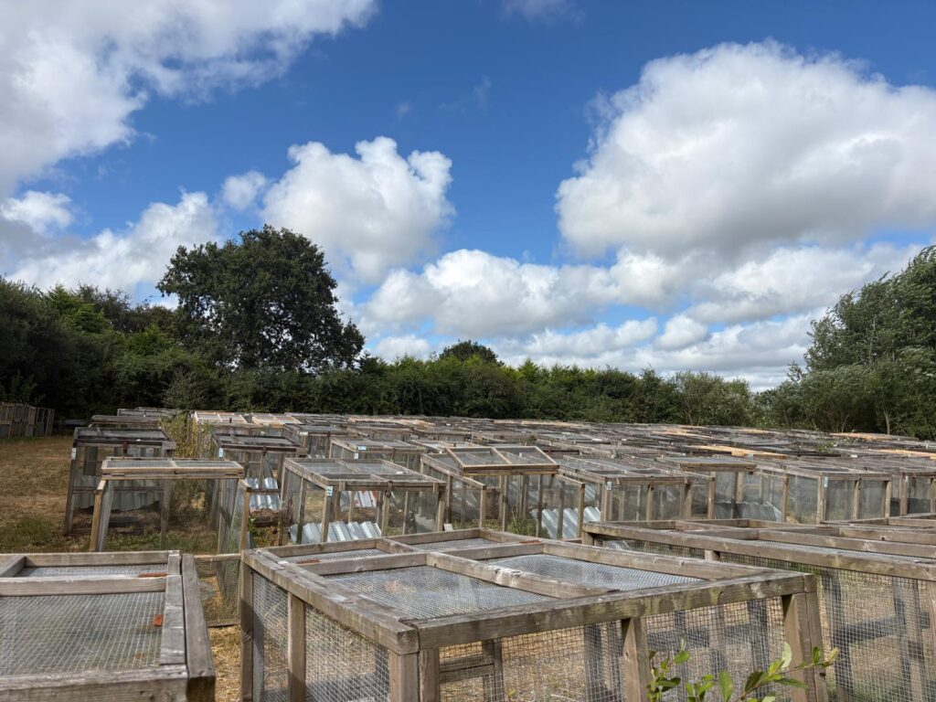 Rewilding in Action: If Not Now, When? 2026 at Rewilding Coombeshead 5